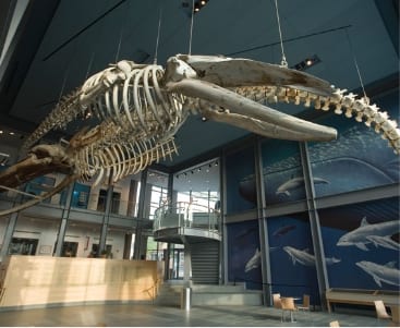 homepage-grid-newbedford-whaling-museum-bg